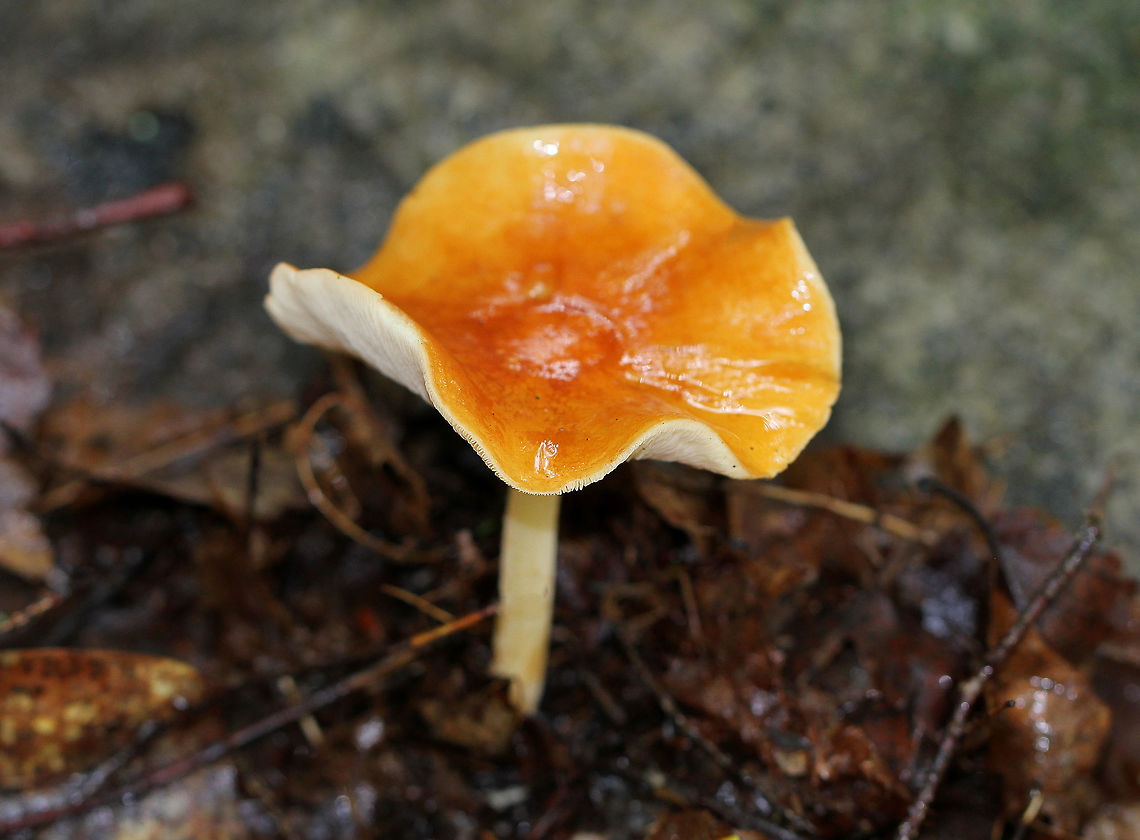Orange-yellow Marasmius Bright orange, undulating cap. Cream-colored free gills with short gills present. Stipe was mostly cream-colored with a slight orange tint.  Geotagged,Marasmius strictipes,Orange-yellow Marasmius,Summer,United States,fungus,mushroom