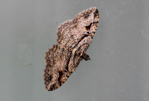 Bent-lined Carpet Moth Brown moth with an approximately 2cm wingspan. The antemedial and postmedial lines form dark brown bands. The postmedial line ends midway across the wing. All four wings have small, black discal spots. Bent-lined Carpet Moth,Costaconvexa centrostrigaria,Geotagged,Summer,United States,moth,moth week 2018