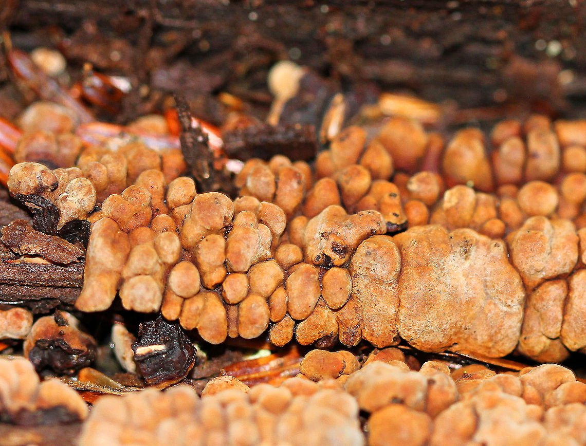 Ceramic Parchment Saprobic fungus growing densely and gregariously on a rotting log in patches of adjacent frustules. The individual fruiting bodies were irregularly shaped, resupinate, and were approximately 3-8mm in size. The fertile surfaces were tan-orange/brown (indicating maturity) and the sterile surfaces were blackish. Ceramic Parchment,Ceramic fungus,Fall,Geotagged,United States,Xylobolus,Xylobolus frustulatus,fungi,fungus