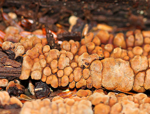 Ceramic Parchment Saprobic fungus growing densely and gregariously on a rotting log in patches of adjacent frustules. The individual fruiting bodies were irregularly shaped, resupinate, and were approximately 3-8mm in size. The fertile surfaces were tan-orange/brown (indicating maturity) and the sterile surfaces were blackish. Ceramic Parchment,Ceramic fungus,Fall,Geotagged,United States,Xylobolus,Xylobolus frustulatus,fungi,fungus