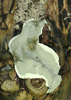 Brittle Cinder Fungus Flat and gray with white edges. These are new fruiting bodies, which develop in the spring. As they mature, their appearance changes and looks like asphalt with black, lumpy crusts.  Brittle Cinder Fungus,Geotagged,Kretzschmaria deusta,Spring,United States,fungus