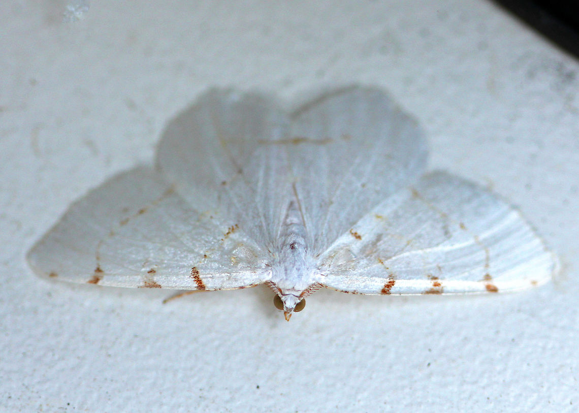 Lesser Maple Spanworm Moth White moth with faint reddish-brown lines on the wings. The postmedial line is usually the most complete line, and continues onto the hindwing. the wingspan was about 35mm. <br />
<br />
The species name "pustularia" comes from the Latin  word "pustulare" (to blister).  It was given this name because the third orangish marking along the forewing costa was thought to be reminiscent of a pustule that had broken open and leaked a trail of pus down the wing.   Geotagged,Lesser Maple Spanworm Moth,Speranza,Speranza pustularia,Summer,United States,moth