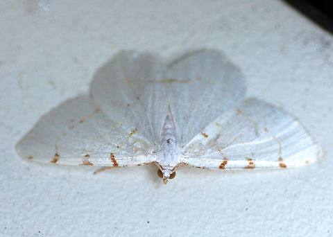 Lesser Maple Spanworm Moth White moth with faint reddish-brown lines on the wings. The postmedial line is usually the most complete line, and continues onto the hindwing. the wingspan was about 35mm. 

The species name "pustularia" comes from the Latin  word "pustulare" (to blister).  It was given this name because the third orangish marking along the forewing costa was thought to be reminiscent of a pustule that had broken open and leaked a trail of pus down the wing.   Geotagged,Lesser Maple Spanworm Moth,Speranza,Speranza pustularia,Summer,United States,moth