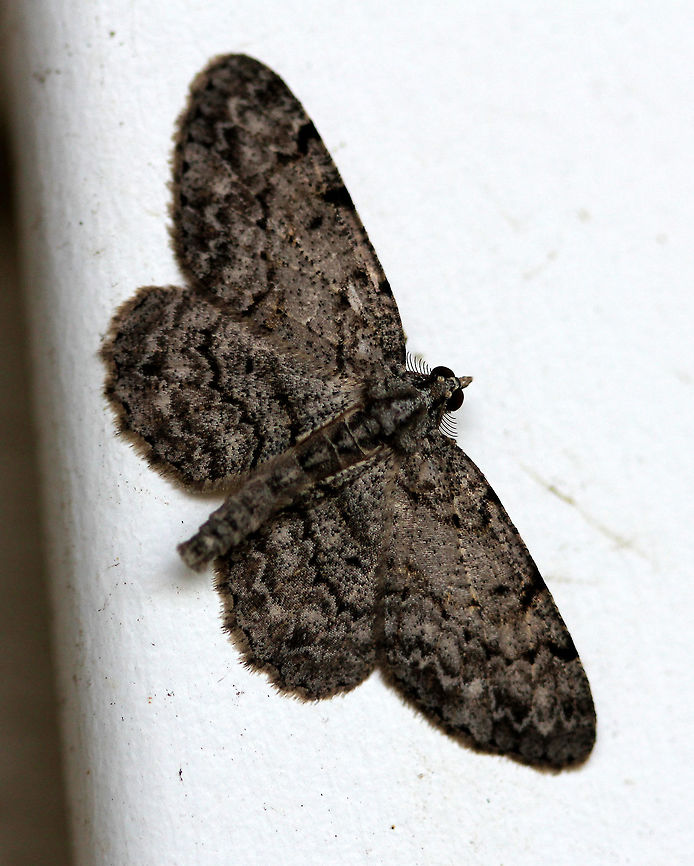 Porcelain Gray Moth Grayish-brown moth with an approximately 35mm wingspan. Spotted under a light at night during Moth Week 2016. Geotagged,Porcelain Gray,Porcelain Gray Moth,Protoboarmia porcelaria,Summer,United States,moth,moth week 2018