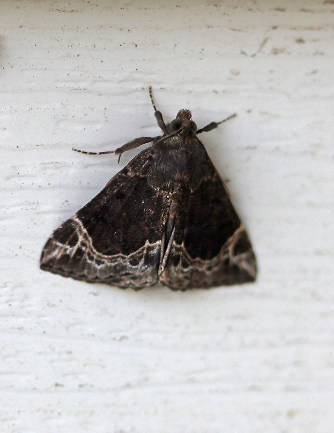White-lined Hypena Dark brown moth with tan/cream colored, lacy pattern with doubled postmedian line. Spotted on the side of a house in a semi-rural area - it was resting under a light in the early morning. Geotagged,Hypena abalienalis,Summer,United States,White-lined Hypena,moth,moth week 2018