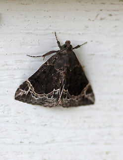 White-lined Hypena
