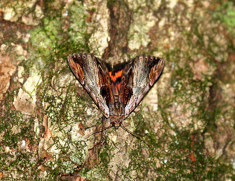 Ultronia Underwing Moth Medium-sized moth with gray-brown coloring. There is a dark brown subapical patch along inner margin. Hindwings are orange-red with black bands. I spotted it resting on a tree in a wet, mixed forest. Catocala ultronia,Dark Red Underwing,Geotagged,Summer,Ultronia Underwing Moth,United States,moth,moth week 2018