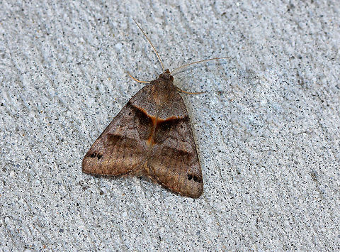 Forage Looper Moth This species is highly variable. But, in general, it has two dark bands on each forewing that do not touch each other near the midline. Caenurgina,Caenurgina erechtea,Forage Looper,Forage Looper Moth,Geotagged,Summer,United States,moth,moth week 2018