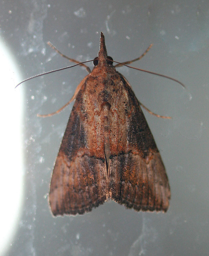 Green Cloverworm Moth The forewings are narrow and blackish-brown. although the color and pattern varies considerably. There is a thin, black line midway along inner margin, and a pale triangular patch usually present along the costa at the apex.  The postmedian line is slightly wavy with a small, but conspicuous bulge near the costa. The hindwings are broad and uniformly grayish-brown with darker veins. Geotagged,Green Cloverworm,Green Cloverworm Moth,Hypena scabra,Summer,United States,moth,moth week 2018