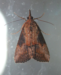Green Cloverworm Moth The forewings are narrow and blackish-brown. although the color and pattern varies considerably. There is a thin, black line midway along inner margin, and a pale triangular patch usually present along the costa at the apex.  The postmedian line is slightly wavy with a small, but conspicuous bulge near the costa. The hindwings are broad and uniformly grayish-brown with darker veins. Geotagged,Green Cloverworm,Green Cloverworm Moth,Hypena scabra,Summer,United States,moth,moth week 2018