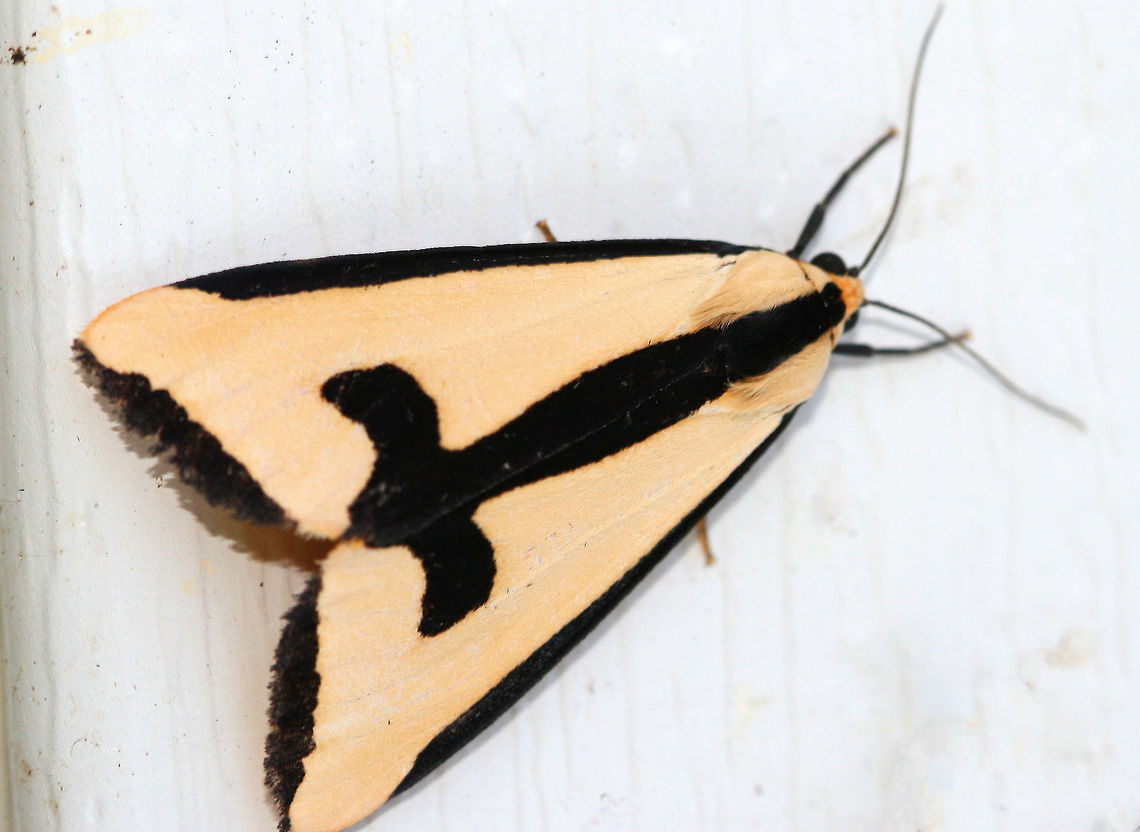 Clymene Moth The forewings are creamy-yellow with a partial black border that extends inward. The hindwings are yellow-orange with 1-2 black spots. Clymene Moth,Geotagged,Haploa clymene,Summer,United States,moth,moth week 2018