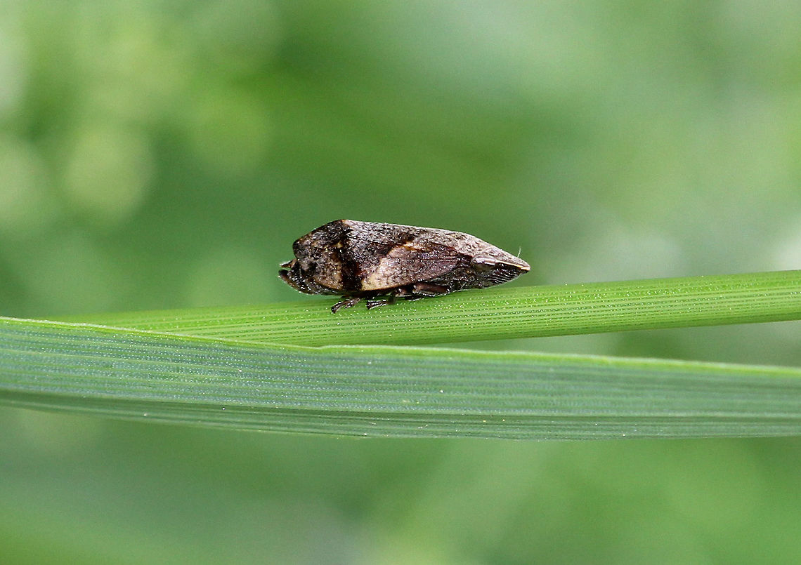 Froghopper - Lepyronia quadrangularis Adults are robust and mottled brownish in color. Froghoppers jump from plant to plant, and some species can amazingly jump up to 70 cm vertically, which is a more impressive performance (relative to body weight) than fleas. The froghopper can accelerate at 4,000 m/s2 over 2mm as it jumps!<br />
<br />
Many species of froghopper resemble leafhoppers, but can be distinguished by the possession of only a few stout spines on the hind tibia, where leafhoppers have a series of small spines.  Froghopper,Geotagged,Lepyronia,Lepyronia quadrangularis,Spring,United States