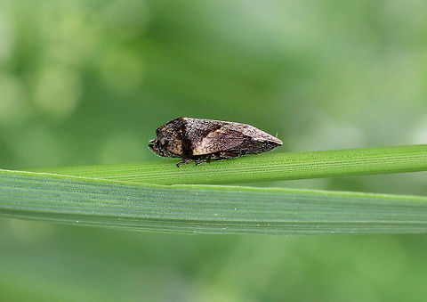 Froghopper - Lepyronia quadrangularis Adults are robust and mottled brownish in color. Froghoppers jump from plant to plant, and some species can amazingly jump up to 70 cm vertically, which is a more impressive performance (relative to body weight) than fleas. The froghopper can accelerate at 4,000 m/s2 over 2mm as it jumps!

Many species of froghopper resemble leafhoppers, but can be distinguished by the possession of only a few stout spines on the hind tibia, where leafhoppers have a series of small spines.  Froghopper,Geotagged,Lepyronia,Lepyronia quadrangularis,Spring,United States