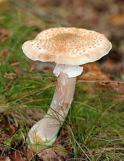 Honey Mushroom The woods in Emerald Lake State Forest were full of these beautiful honey mushrooms: I spotted at least 50-100 growing in clusters! With age, they have nearly flat, tan/orange caps, white gills, a partial veil, and stems with flocculence. Sizes ranged from 6-12cm tall.

Honey fungus is a "white rot" fungus, which is pathogenic to trees and shrubs. It can grow on living, decaying, and dead plant material. Armillaria mellea,Geotagged,Honey Mushroom,Honey fungus,Summer,United States,fungi,fungus,honey fungus,mushroom