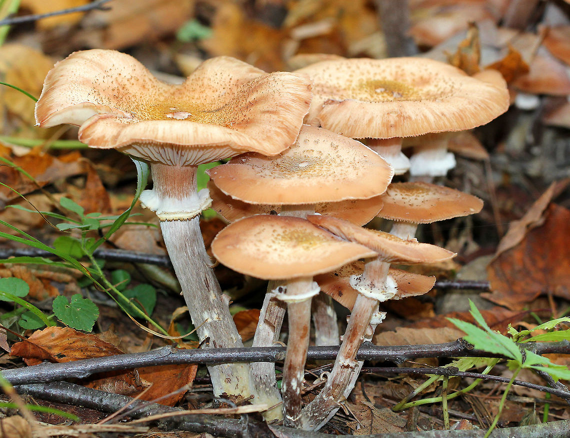 Honey Mushrooms The woods in Emerald Lake State Forest were full of these beautiful honey mushrooms: I spotted at least 50-100 growing in clusters! With age, they have nearly flat, tan/orange caps, white gills, a partial veil, and stems with flocculence. Sizes ranged from 6-12cm tall.<br />
<br />
Honey fungus is a &quot;white rot&quot; fungus, which is pathogenic to trees and shrubs. It can grow on living, decaying, and dead plant material Armillaria mellea,Geotagged,Honey Mushrooms,Honey fungus,Summer,United States,fungi,fungus,honey fungi,honey fungus,mushroom,mushrooms