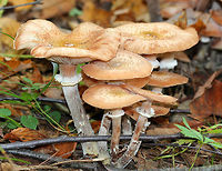 Honey Mushrooms The woods in Emerald Lake State Forest were full of these beautiful honey mushrooms: I spotted at least 50-100 growing in clusters! With age, they have nearly flat, tan/orange caps, white gills, a partial veil, and stems with flocculence. Sizes ranged from 6-12cm tall.<br />
<br />
Honey fungus is a "white rot" fungus, which is pathogenic to trees and shrubs. It can grow on living, decaying, and dead plant material Armillaria mellea,Geotagged,Honey Mushrooms,Honey fungus,Summer,United States,fungi,fungus,honey fungi,honey fungus,mushroom,mushrooms