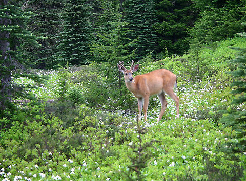 Mule Deer Mule deer are indigenous to western North America. they are named for their large, floppy ears, which are similar to the ears of a mule. I spotted this one near dusk at Mount St. Helens. Geotagged,Mule Deer,Odocoileus,Odocoileus hemionus,Summer,United States,deer,mule deer