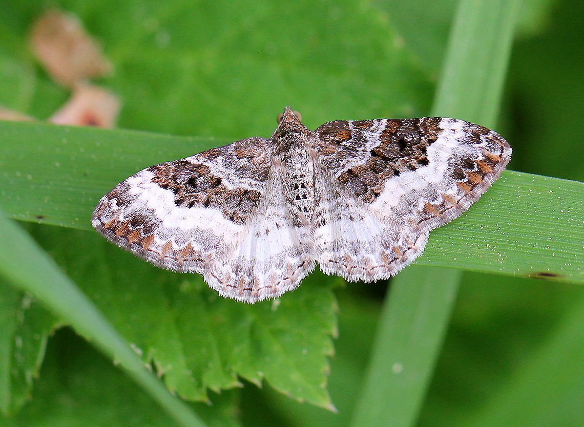 Common Carpet Moth Brown and white patterned moth that has a striped appearance. Common Carpet,Common Carpet Moth,Epirrhoe,Epirrhoe alternata,Geotagged,Spring,United States,White-banded Toothed Carpet,moth,moth week 2018