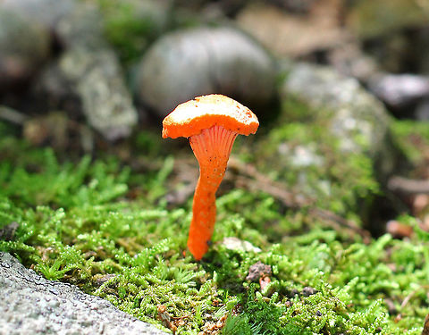 Cinnabar Red Chanterelle Cinnabar Red Chanterelle basking in the morning sunshine.  It was pinkish orange and had decurrent gills. Cantharellus cinnabarinus,Chanterelle,Cinnabar Red Chanterelle,Geotagged,Summer,United States,fungus,mushroom