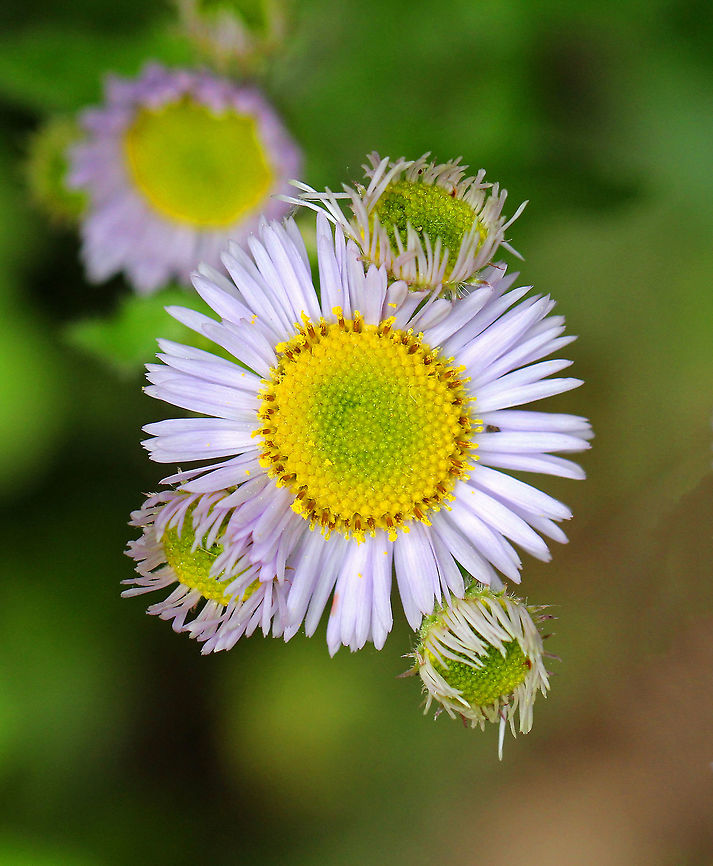 Daisy Fleabane Flowers with pale lavender petals and yellow centers.  the ray florets can number 40-100.  The plant has alternate, simple leaves, and sparsely hairy stems.  It can grow between 30 - 150 cm tall. Annual fleabane,Daisy Fleabane,Erigeron annuus,Geotagged,Spring,United States,daisy,fleabane,flower,wildflower