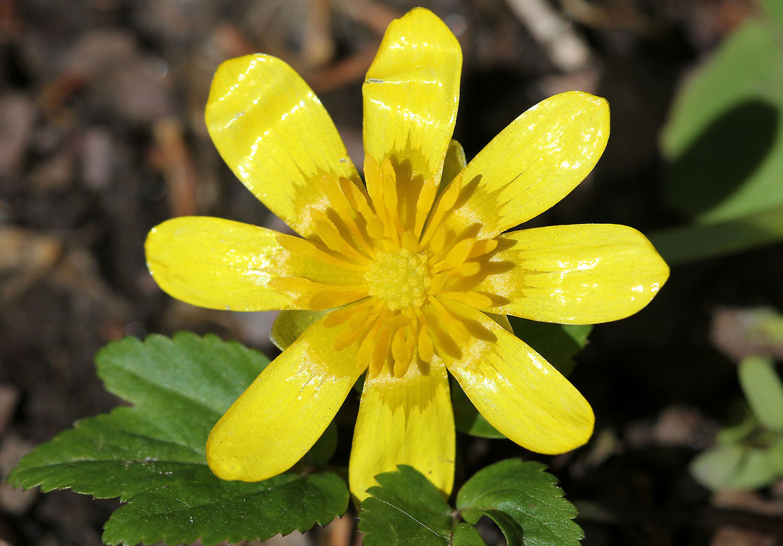 Fig Buttercup - Ficaria verna A low-growing, hairless perennial flowering plant in the buttercup family. It has fleshy dark green, heart-shaped leaves and distinctive flowers with 7-12 bright yellow, glossy petals. Once established, it spreads rapidly, forming a solid green blanket across the ground through which native plants are unable to penetrate.<br />
<br />
It is native to Europe and west Asia. It has been introduced in North America, where it is known by the common name Fig Buttercup and considered an invasive species. The plant is poisonous if ingested raw and potentially fatal to grazing animals and livestock such as horses, cattle, and sheep.<br />
<figure class="photo"><a href="https://www.jungledragon.com/image/72243/fig_buttercup_-_ficaria_verna.html" title="Fig Buttercup - Ficaria verna"><img src="https://s3.amazonaws.com/media.jungledragon.com/images/3232/72243_thumb.jpg?AWSAccessKeyId=05GMT0V3GWVNE7GGM1R2&Expires=1769040010&Signature=0P1uS7i4bzow2VBZgzZy5nCSBYQ%3D" width="200" height="140" alt="Fig Buttercup - Ficaria verna A low-growing, hairless perennial flowering plant in the buttercup family. It has fleshy dark green, heart-shaped leaves and distinctive flowers with 7-12 bright yellow, glossy petals. Once established, it spreads rapidly, forming a solid green blanket across the ground through which native plants are unable to penetrate.<br />
<br />
It is native to Europe and west Asia. It has been introduced in North America, where it is known by the common name Fig Buttercup and considered an invasive species. The plant is poisonous if ingested raw and potentially fatal to grazing animals and livestock such as horses, cattle, and sheep.<br />
https://www.jungledragon.com/image/58249/fig_buttercup.html Ficaria verna,Geotagged,Lesser celandine,Spring,United States,fig buttercup" /></a></figure> Ficaria verna,Fig Buttercup,Geotagged,Lesser celandine,Spring,United States,buttercup,flower,invasive,wildflower,yellow,yellow wildflower