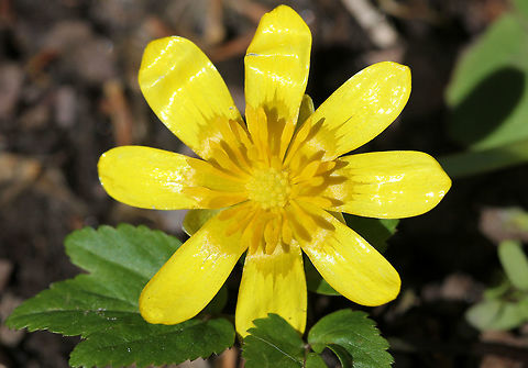 Fig Buttercup - Ficaria verna A low-growing, hairless perennial flowering plant in the buttercup family. It has fleshy dark green, heart-shaped leaves and distinctive flowers with 7-12 bright yellow, glossy petals. Once established, it spreads rapidly, forming a solid green blanket across the ground through which native plants are unable to penetrate.

It is native to Europe and west Asia. It has been introduced in North America, where it is known by the common name Fig Buttercup and considered an invasive species. The plant is poisonous if ingested raw and potentially fatal to grazing animals and livestock such as horses, cattle, and sheep.
https://www.jungledragon.com/image/72243/fig_buttercup_-_ficaria_verna.html Ficaria verna,Fig Buttercup,Geotagged,Lesser celandine,Spring,United States,buttercup,flower,invasive,wildflower,yellow,yellow wildflower