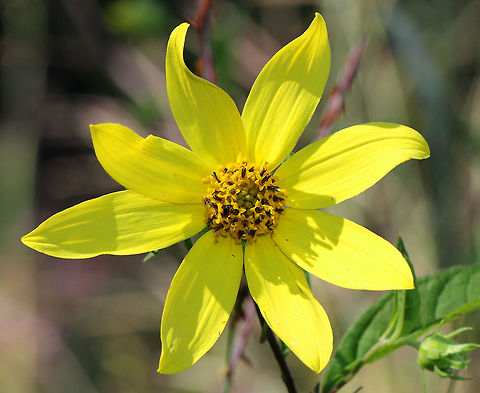 Woodland Sunflower  Yellow sunflowers that were about 4cm wide. They had bright yellow rays and slightly darker yellow center disks atop rigid stems with simple, opposite leaves. Geotagged,Helianthus,Helianthus divaricatus,Summer,Sunflower,United States,Woodland Sunflower,aster,flower,wildflower,yellow,yellow wildflower