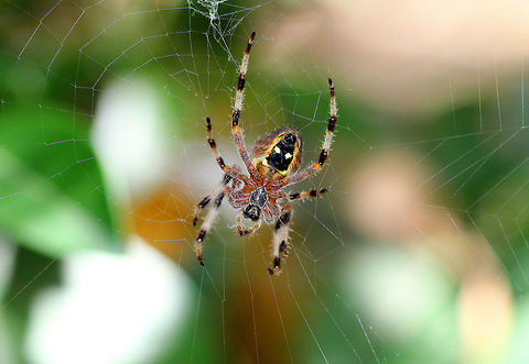 Cross Spider The coloring for this species is highly variable and can range from extremely light yellow to very dark grey, but all A. diadematus have mottled white markings across the dorsal surface of their abdomen, with four or more segments forming a cross. Araneus diadematus,Cross Spider,European garden spider,Geotagged,Summer,United States,spider