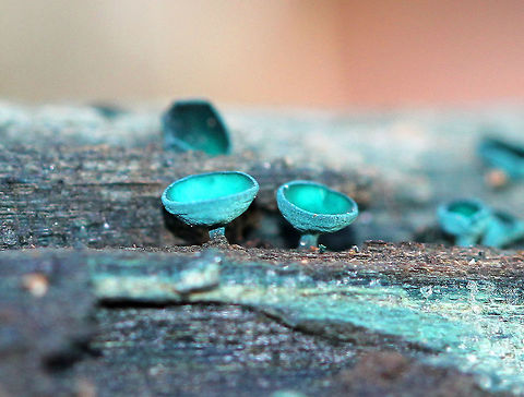 Elfcups These gorgeous, blue-green cup fungi fruit infrequently, and I was lucky to find them in such good shape! They have a cup-shaped fruiting body with a tiny, central stem. The fruiting body becomes flattened with age. They ranged in size from 2-4 mm wide. 

Chlorociboria species contain a quinone pigment called xylindein, which is the reason for the characteristic bluish-green stain that occurs on wood that's infected by this species. 

Chlorociboria aeruginosa is often confused with Chlorociboria aeruginascens. But, Chlorociboria aeruginosa tends to be a little smaller and have a centrally attached stipe rather than a laterally attached stipe. Chlorociboria aeruginosa,Fall,Geotagged,Turquoise Elfcup,United States,blue,blue mushroom,elfcups,fungi,fungus,mushroom,mushrooms