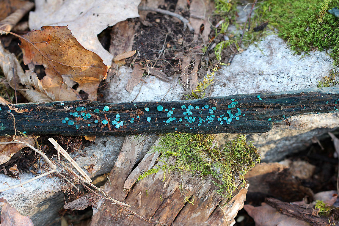 Elfcups These gorgeous, blue-green cup fungi fruit infrequently, and I was lucky to find them in such good shape! They have a cup-shaped fruiting body with a tiny, central stem. The fruiting body becomes flattened with age. They ranged in size from 2-4 mm wide. <br />
<br />
 Chlorociboria species contain a quinone pigment called xylindein, which is the reason for the characteristic bluish-green stain that occurs on wood that&#039;s infected by this species. <br />
<br />
Chlorociboria aeruginosa is often confused with Chlorociboria aeruginascens. But, Chlorociboria aeruginosa tends to be a little smaller and have a centrally attached stipe rather than a laterally attached stipe.  Chlorociboria aeruginosa,Fall,Geotagged,Turquoise Elfcup,United States,blue,blue fungi,blue mushrooms,elfcups,fungi,fungus,green,green fungi,mushroom,mushrooms