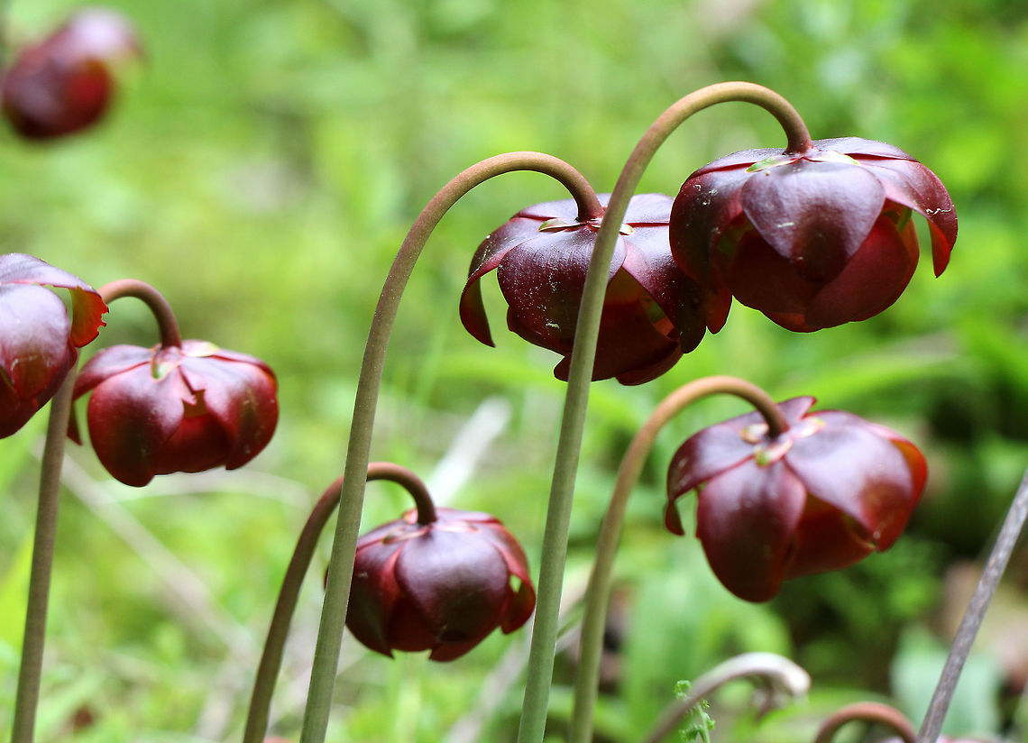 Northern Pitcher Plant A carnivorous plant with one large, purplish-red flower on the top of a leafless stalk rising above a rosette of tubular leaves. Flowers are 5cm in size and have 5 petals. <br />
<br />
This beautiful plant has pitcher-like leaves that collect water. Insects that are attracted to the plant have a hard time crawling upward because the pitchers have smooth surfaces, in addition to recurved hairs near the top. So, they will eventually fall into the water and drown. The plant secretes enzymes, which help digest the insects. However, most of the breakdown is passive and results from bacterial activity.  Carnivorous plant,Geotagged,Northern Pitcher Plant,Purple pitcher plant,Sarracenia purpurea,Spring,United States,flowers,pitcher plant,plant