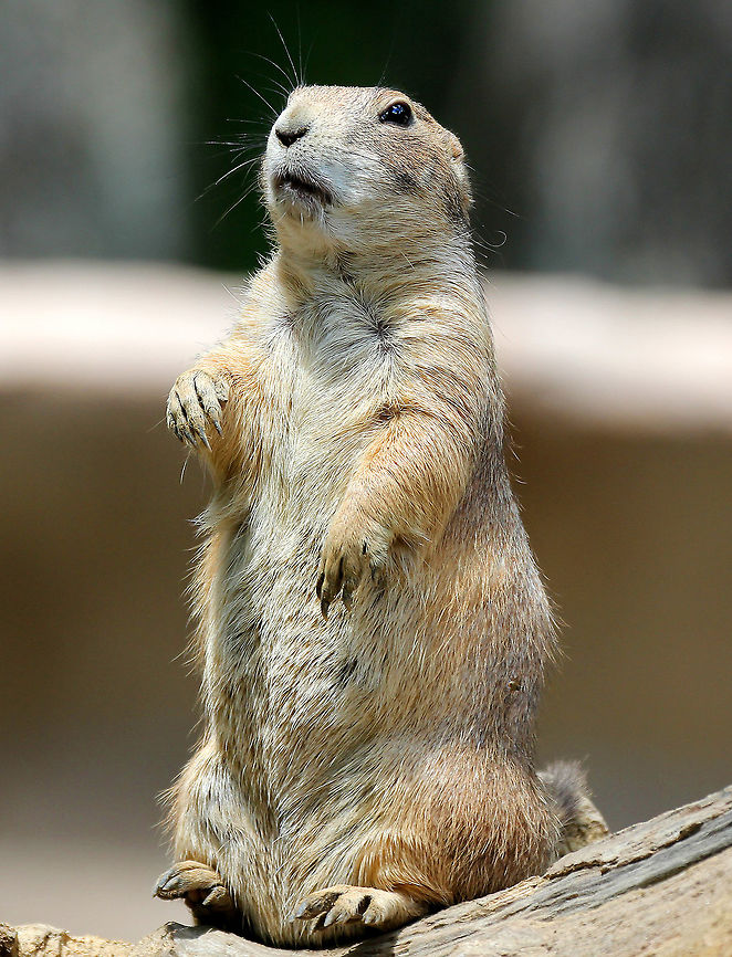 Black-Tailed Prairie Dog Prairie dogs have been vilified by ranchers in the western US, and staunch efforts were made to eradicate entire populations. As a result, they are not as common as they once were; but, many prairie dog colonies have persisted in protected areas. Amazingly, the largest prairie dog town ever discovered covered 64,000 km2 and included 400 million individuals! <br />
<br />
 I spotted this Black-Tailed Prairie Dog in a zoo.<br />
<br />
 Although they are often viewed as a pest species (potential agricultural concerns and possibly serving as a reservoir for bubonic plague), prairie dogs have an important role in the ecosystem. One obviously crucial role is the fact that they provide a vital link in food webs since they are primary consumers. For example, Black-footed Ferrets, which are highly endangered mammals, rely on prairie dog colonies for food and shelter. This reliance is intimately tied to the near extinction of Black-footed Ferrets in the wild because of the large scale eradication of prairie dogs.  Black-Tailed Prairie Dog,Black-tailed prairie dog,Cynomys ludovicianus,Geotagged,Prairie Dog,Spring,United States,captive animal,captivity,zoo