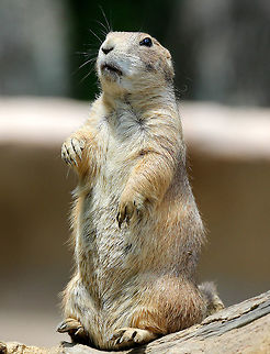 Black-Tailed Prairie Dog Prairie dogs have been vilified by ranchers in the western US, and staunch efforts were made to eradicate entire populations. As a result, they are not as common as they once were; but, many prairie dog colonies have persisted in protected areas. Amazingly, the largest prairie dog town ever discovered covered 64,000 km2 and included 400 million individuals! 

 I spotted this Black-Tailed Prairie Dog in a zoo.

 Although they are often viewed as a pest species (potential agricultural concerns and possibly serving as a reservoir for bubonic plague), prairie dogs have an important role in the ecosystem. One obviously crucial role is the fact that they provide a vital link in food webs since they are primary consumers. For example, Black-footed Ferrets, which are highly endangered mammals, rely on prairie dog colonies for food and shelter. This reliance is intimately tied to the near extinction of Black-footed Ferrets in the wild because of the large scale eradication of prairie dogs.  Black-Tailed Prairie Dog,Black-tailed prairie dog,Cynomys ludovicianus,Geotagged,Prairie Dog,Spring,United States,captive animal,captivity,zoo
