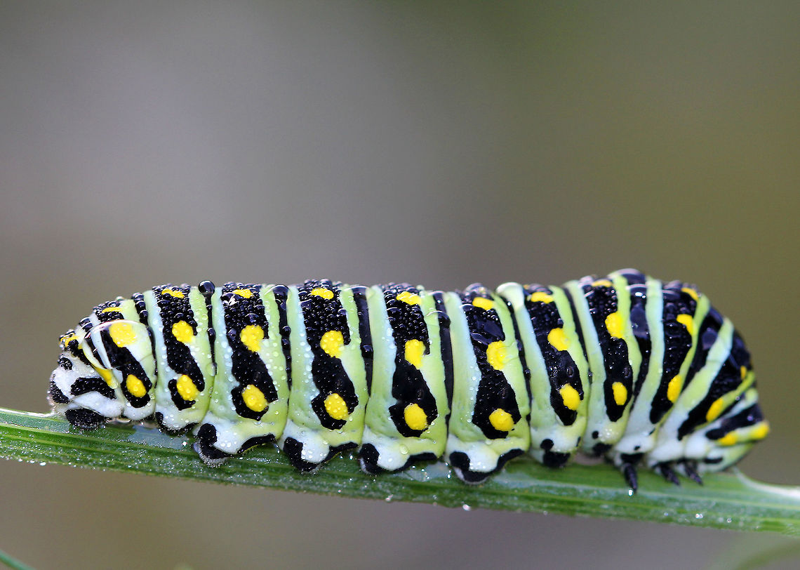 Eastern Black Swallowtail Caterpillar The larvae of this species changes color quite dramatically with each molt. This picture shows the last instar, which is green with black bands dotted with yellow spots on each segment.  I spotted this caterpillar on fennel (Foeniculum vulgare) in a rural garden.  Black Swallowtail,Eastern Black Swallowtail Caterpillar,Fall,Geotagged,Papilio polyxenes,United States,carrot worm,caterpillar,celery worm,dill worm,fennel worm,parsley worm