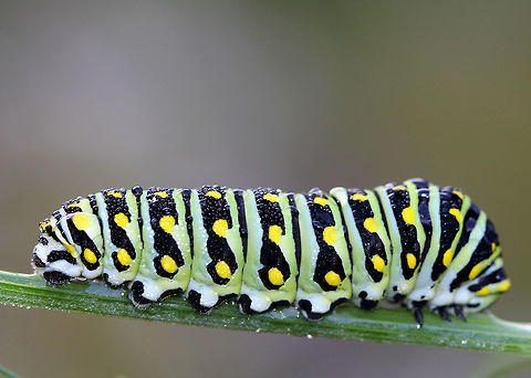 Eastern Black Swallowtail Caterpillar The larvae of this species changes color quite dramatically with each molt. This picture shows the last instar, which is green with black bands dotted with yellow spots on each segment.  I spotted this caterpillar on fennel (Foeniculum vulgare) in a rural garden.  Black Swallowtail,Eastern Black Swallowtail Caterpillar,Fall,Geotagged,Papilio polyxenes,United States,carrot worm,caterpillar,celery worm,dill worm,fennel worm,parsley worm
