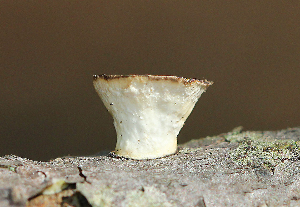 Little Nest Polypore Odd, tiny, cup-like fungi that resemble bird&#039;s nest fungus, but without the eggs. This fungus starts out looking cup-like, but it develops a cap as it matures...The &quot;cups&quot; start out with zones of color on the inside and a smooth, white undersurface. With age, a polypore develops as an extension of the cup. These fungi ranged in size from 3-7mm.<br />
<br />
It is thought that the cup-like stage serves as a splash-cup apparatus for distributing asexual spores. Therefore, the mushroom extends its reproductive period by have asexual spore dispersal before producing sexual spores.<br />
<figure class="photo"><a href="https://www.jungledragon.com/image/71056/little_nest_polypore_-_trametes_conchifer.html" title="Little Nest Polypore - Trametes conchifer"><img src="https://s3.amazonaws.com/media.jungledragon.com/images/3232/71056_thumb.jpg?AWSAccessKeyId=05GMT0V3GWVNE7GGM1R2&Expires=1767225610&Signature=g1XtQ5JpZvO8k%2B9xb32tz9irGY8%3D" width="200" height="154" alt="Little Nest Polypore - Trametes conchifer Odd, tiny, cup-like fungi that resemble bird&#039;s nest fungus, but without the eggs. This fungus starts out looking cup-like, but it develops a cap as it matures...The &quot;cups&quot; start out with zones of color on the inside and a smooth, white undersurface. With age, a polypore develops as an extension of the cup.<br />
https://www.jungledragon.com/image/56250/little_nest_polypore.html<br />
https://www.jungledragon.com/image/58282/little_nest_polypore.html<br />
https://www.jungledragon.com/image/71055/little_nest_polypore_-_trametes_conchifer.html Fall,Geotagged,Little nest polypore,Poronidulus conchifer,Trametes conchifer,United States" /></a></figure><br />
<figure class="photo"><a href="https://www.jungledragon.com/image/71055/little_nest_polypore_-_trametes_conchifer.html" title="Little Nest Polypore - Trametes conchifer"><img src="https://s3.amazonaws.com/media.jungledragon.com/images/3232/71055_thumb.jpg?AWSAccessKeyId=05GMT0V3GWVNE7GGM1R2&Expires=1767225610&Signature=N9uqJ6fWObWIklXNRiWqCyiqCQo%3D" width="200" height="144" alt="Little Nest Polypore - Trametes conchifer Odd, tiny, cup-like fungi that resemble bird&#039;s nest fungus, but without the eggs. This fungus starts out looking cup-like, but it develops a cap as it matures...The &quot;cups&quot; start out with zones of color on the inside and a smooth, white undersurface. With age, a polypore develops as an extension of the cup.<br />
https://www.jungledragon.com/image/71056/little_nest_polypore_-_trametes_conchifer.html<br />
https://www.jungledragon.com/image/56250/little_nest_polypore.html<br />
https://www.jungledragon.com/image/58282/little_nest_polypore.html  Fall,Geotagged,Little nest polypore,Poronidulus conchifer,Trametes conchifer,United States" /></a></figure><br />
<figure class="photo"><a href="https://www.jungledragon.com/image/56250/little_nest_polypore.html" title="Little Nest Polypore"><img src="https://s3.amazonaws.com/media.jungledragon.com/images/3232/56250_thumb.jpg?AWSAccessKeyId=05GMT0V3GWVNE7GGM1R2&Expires=1767225610&Signature=IJ9rcgyywCuf3r0J9TmaNzNM8x8%3D" width="200" height="150" alt="Little Nest Polypore Odd, tiny, cup-like fungi that resemble bird&#039;s nest fungus, but without the eggs. This fungus starts out looking cup-like, but it develops a cap as it matures...The &quot;cups&quot; start out with zones of color on the inside and a smooth, white undersurface. With age, a polypore develops as an extension of the cup. These fungi ranged in size from 3-7mm.<br />
https://www.jungledragon.com/image/71056/little_nest_polypore_-_trametes_conchifer.html<br />
https://www.jungledragon.com/image/58282/little_nest_polypore.html<br />
https://www.jungledragon.com/image/71055/little_nest_polypore_-_trametes_conchifer.html Fall,Fungus,Geotagged,Little nest polypore,Poronidulus conchifer,Trametes conchifer,United States,polypore" /></a></figure> Fall,Geotagged,Little Nest Polypore,Little nest polypore,Poronidulus conchifer,United States,fungus,mushroom,polypore