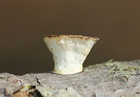 Little Nest Polypore Odd, tiny, cup-like fungi that resemble bird's nest fungus, but without the eggs. This fungus starts out looking cup-like, but it develops a cap as it matures...The "cups" start out with zones of color on the inside and a smooth, white undersurface. With age, a polypore develops as an extension of the cup. These fungi ranged in size from 3-7mm.

It is thought that the cup-like stage serves as a splash-cup apparatus for distributing asexual spores. Therefore, the mushroom extends its reproductive period by have asexual spore dispersal before producing sexual spores.
https://www.jungledragon.com/image/71056/little_nest_polypore_-_trametes_conchifer.html
https://www.jungledragon.com/image/71055/little_nest_polypore_-_trametes_conchifer.html
https://www.jungledragon.com/image/56250/little_nest_polypore.html Fall,Geotagged,Little Nest Polypore,Little nest polypore,Poronidulus conchifer,United States,fungus,mushroom,polypore
