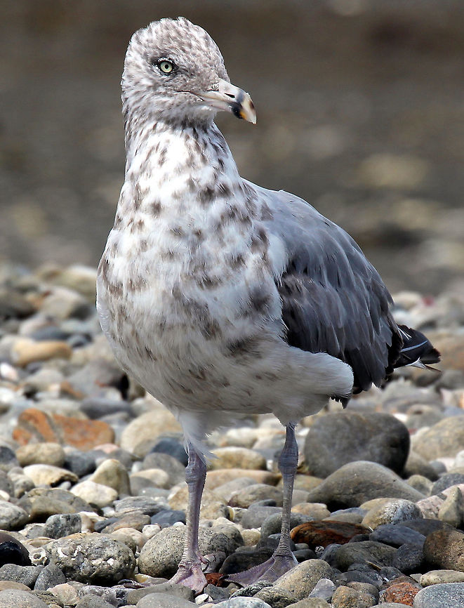 Ring-billed Gull The Ring-billed is a medium-sized gull with a fairly short, slim bill. When the gull perches, its long, slender wings extend well past its square-tipped tail. This gull takes three years to reach its breeding plumage; its appearance changes with each fall molt.<br />
<br />
Ring-billed Gulls often congregate around humans, at garbage dumps, parking lots, and freshly plowed fields. While the species is common on coastal beaches, particularly during winter, many Ring-billed Gulls lead inland lives, never setting eyes on the sea. Geotagged,Larus delawarensis,Ring-billed gull,Summer,United States,bird,gull,shorebird