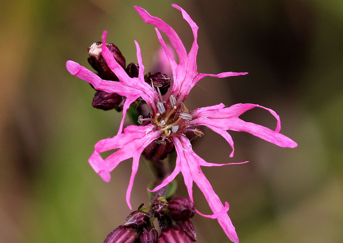 Ragged Robin Deep pink flowers with 5 deeply cut petals that are clustered on the ends of long, thin stalks. <br />
<br />
This plant was introduced from Europe, but has become naturalized in the northeastern United States. The species name means "cuckoo flower", which is another common name for the plant. Geotagged,Lychnis flos-cuculi,Ragged Robin,Spring,United States,flower,pink,pink wildflower,wildflower