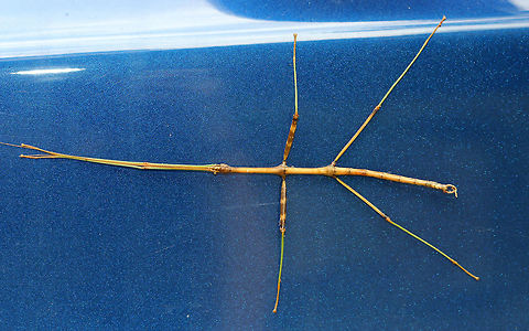 Northern Walkingstick The common walkingstick is a slender, elongated insect that camouflages itself by resembling a twig. The sexes differ, with the male usually being brown and about 75 mm in length while the female is greenish-brown, and rather larger at 95 mm. There are three pairs of legs, but at rest, the front pair is extended forward beside the antennae, forming an extension of the twig-like effect. Neither sex has wings, and the antennae are two-thirds of the length of the body.

Northern Walkingsticks are found in deciduous forests throughout North America, however I spotted this one on my car. It's the first one I've ever seen "in the wild".  Common walkingstick,Diapheromera femorata,Geotagged,Northern Walkingstick,Summer,United States,Walkingstick