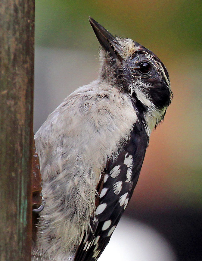 Downy Woodpecker (Female) The smallest woodpecker in North America. Black wings with white spots, black and white striped head, and a white chest. Males have a red spot on the back of the head. Downy Woodpecker,Downy Woodpecker (Female),Downy woodpecker,Dryobates pubescens,Geotagged,Picoides pubescens,Summer,United States,female Downy Woodpecker,female woodpecker,woodpecker