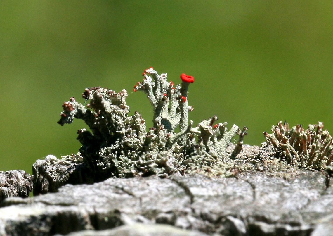 British Soldiers Lichen British Soldiers grow very slowly - only 1-2 millimeters each year. A lichen is not just one organism, but is made of fungus and algae, living together to form a new organism. The fungus in British Soldiers is called Cladonia cristatella. The algae is Trebouxia erici. Because lichens take the name of the fungus part of the relationship, British Soldiers are classified as Cladonia cristatella. <br />
<br />
This is my favorite lichen! Unfortunately, I spotted this one midday, in full sun, and it was growing on a post situated in the middle of a tick-infested meadow. But, still, I was happy to see it! British Soldiers,British Soldiers Lichen,British soldier lichen,Cladonia cristatella,Geotagged,Spring,Trebouxia erici,United States,cladonia,lichen,symbiosis