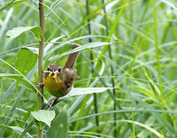 Common Yellowthroat (Female) Typical multitasking mom! She had at least three bugs in her beak in these shots, and was furiously busy flying around the meadow, collecting food, feeding her nestlings, and visiting her mate. Females have olive-gray coloring on their wings and backs. Yellow coloring on their chest and a faint eye ring. They lack the black mask that males have.<br />
https://www.jungledragon.com/image/71059/common_yellowthroat_-_geothlypis_trichas.html<br />
https://www.jungledragon.com/image/56443/common_yellowthroat.html Common Yellowthroat,Common yellowthroat,Geotagged,Geothlypis trichas,Summer,United States,Yellowthroat,bird,female Common Yellowthroat,yellow bird