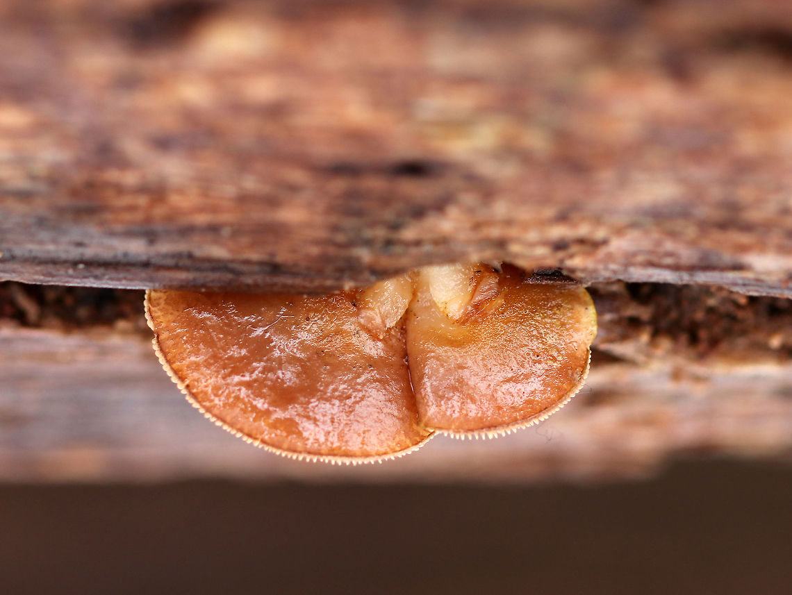 Late Oysters Able to persist through the cold, snowy winter, these mushrooms had brown caps with cinnamon-tan gills. The caps ranged in size from about 2cm wide, and they were somewhat fan-shaped. The gills were attached and were descending the stems.  Geotagged,Late Oysters,Late oyster,Panellus serotinus,United States,Winter,fungi,fungus,mushroom,oyster mushroom,oysters