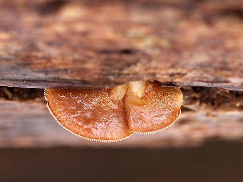 Late Oysters Able to persist through the cold, snowy winter, these mushrooms had brown caps with cinnamon-tan gills. The caps ranged in size from about 2cm wide, and they were somewhat fan-shaped. The gills were attached and were descending the stems.  Geotagged,Late Oysters,Late oyster,Panellus serotinus,United States,Winter,fungi,fungus,mushroom,oyster mushroom,oysters