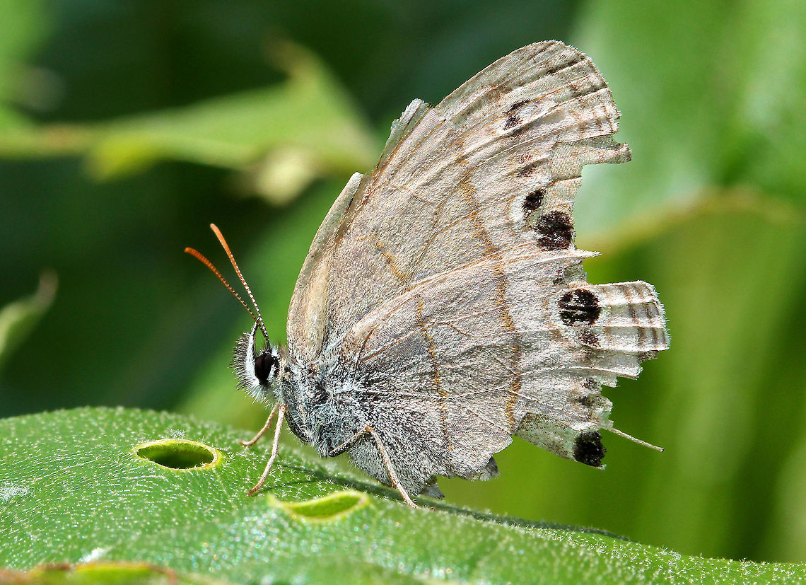 Little Wood Satyr With partly torn wings, this butterfly had clearly seen better days!<br />
<br />
The hindwings have two spots on the dorsal side, but have smaller spots on the ventral. The overall color is light grayish brown.  The wingspan was approximately 35-40mm. Geotagged,Little Wood Satyr,Little wood satyr,Megisto cymela,Spring,United States,butterfly,satyr