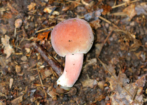 Russula Mushroom - Russula sp. Soft, fuzzy, pink mushroom with white flesh and gills. Geotagged,Russula,Russula Mushroom,Summer,United States,fungi,fungus,mushroom,pink,pink mushroom