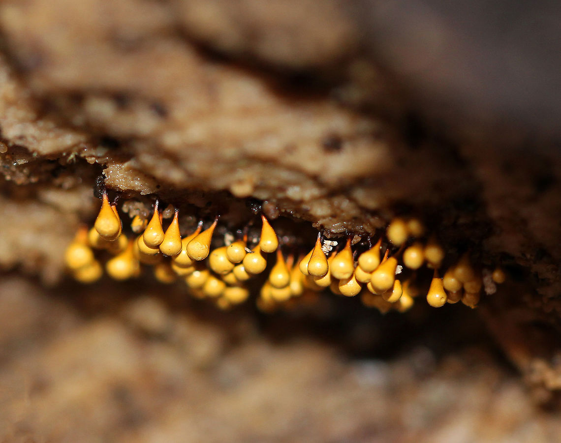 Yellow Fuzz Cone Slime The details of this slime mold are amazing considering how tiny it is! This is the sporangia stage, which is characterized by yellow goblets on top of brown stalks with fluffy, yellow spores coming out of the goblets that had opened.  However, the goblets pictured were still closed and had not released any spores yet. They were 2-3 mm tall. Fall,Geotagged,Hemitrichia,Hemitrichia clavata,United States,Yellow Fuzz Cone Slime,slime mold