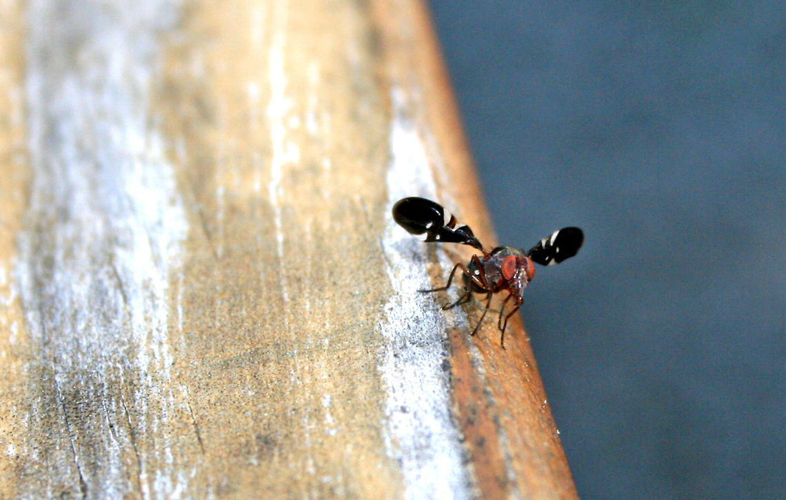 Picture-Winged Fly This awesome fly looks like some sort of alien insect wearing a gas mask.  They have two distinct white triangles on the front edges of its wings. It's very cute when it walks because it moves its wings in rowing motion, as if they were oars.<br />
<br />
Picture-winged flies have an interesting behavior called "bubbling". This means that they regurgitate a drop of their meal, and hold it in their mouthparts for a while before reingesting it.  Scientists think that bubbling evaporates water from the droplet of regurgitated food, thus concentrating the meal into a smaller, more digestible volume. Delphinia,Delphinia picta,Geotagged,Picture-Winged Fly,Spring,United States,fly