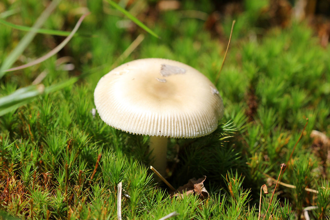 Tawny Grisette The cap is orange-brown, paler towards the margin, and darker in the center. It develops an umbo when expanded, and has a strongly striated margin. Its surface is smooth, slightly sticky when moist. The gills are free, close, and broad. The flesh is white to cream. The stem is white and smooth and is sometimes tinged with orange-brown and has very fine hairs. Amanita,Amanita fulva,Geotagged,Summer,Tawny Grisette,United States,fungi,fungus,mushroom